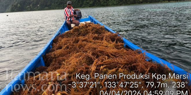 Produksi Meningkat, Dinas Perikanan Kaimana Terus Dorong Budi Daya Rumput Laut