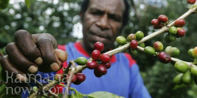 James Furima Minta DKPP Kaimana Bantu Kembangkan Lagi Kopi ‘Frur Ngguin’ Arguni