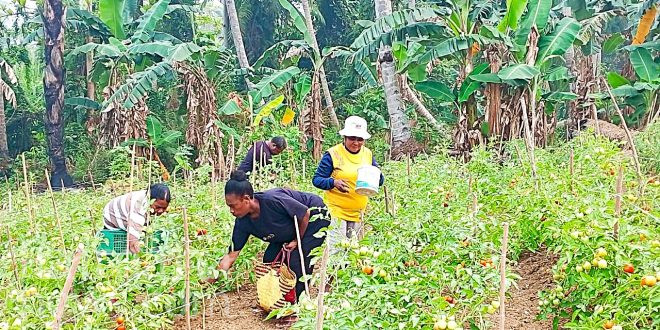 Kelompok Tani Basudara Ini Sukses Buktikan Orang Papua Mampu Berkebun Secara Profesional  